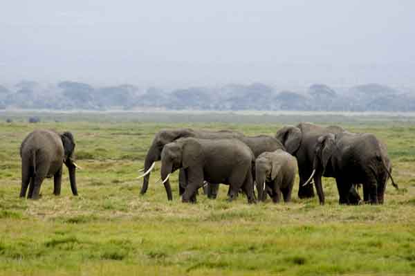 Elefante - parque nacional de Amboseli - Kenia 2.jpg
